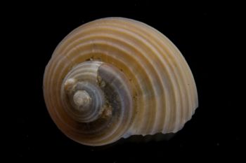 Media type: image; Malacology 394025   Description: Image of cleaned gastropod shell shortly after specimen was collected live.;  Aspect: API